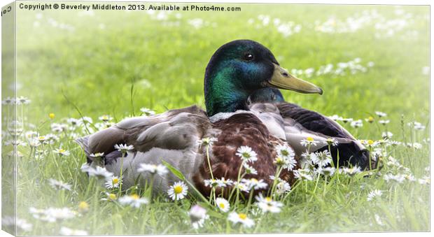 Mallards with dasies Canvas Print by Beverley Middleton