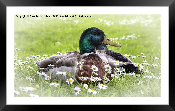 Mallards with dasies Framed Mounted Print by Beverley Middleton