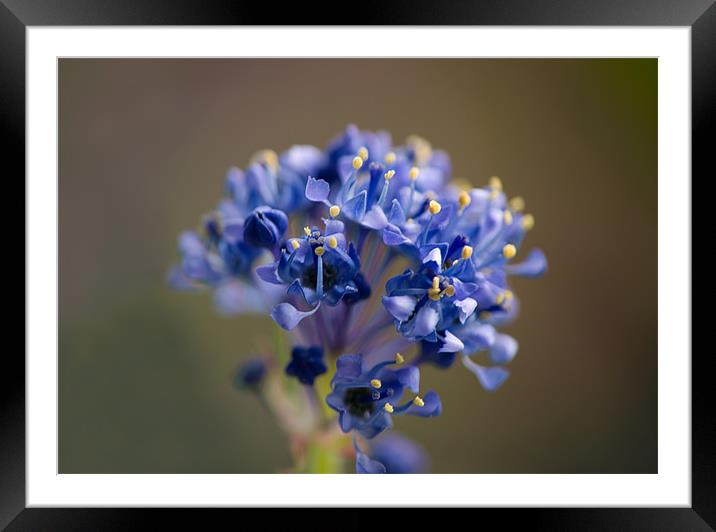 Tiny Blue Flowers Framed Mounted Print by Jacqi Elmslie