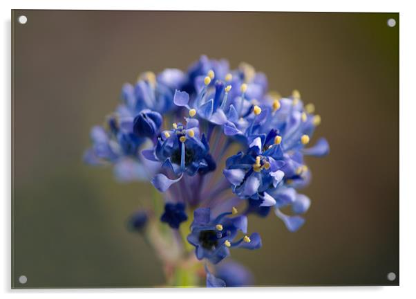 Tiny Blue Flowers Acrylic by Jacqi Elmslie