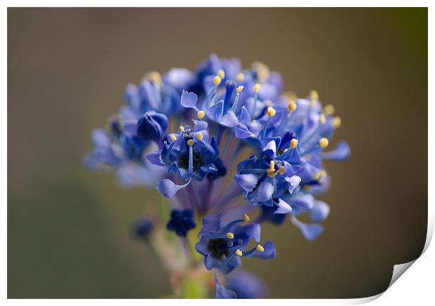 Tiny Blue Flowers Print by Jacqi Elmslie