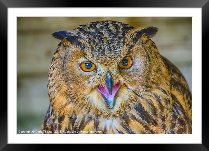 Fierce Bengal Owl Stares You Down Framed Mounted Print by Chris Thaxter