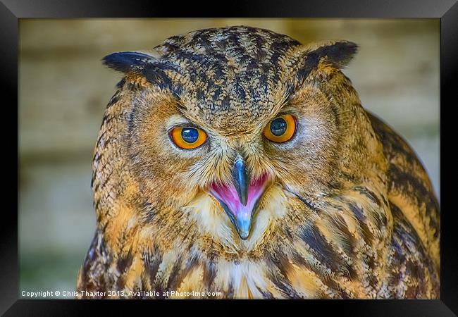 Fierce Bengal Owl Stares You Down Framed Print by Chris Thaxter