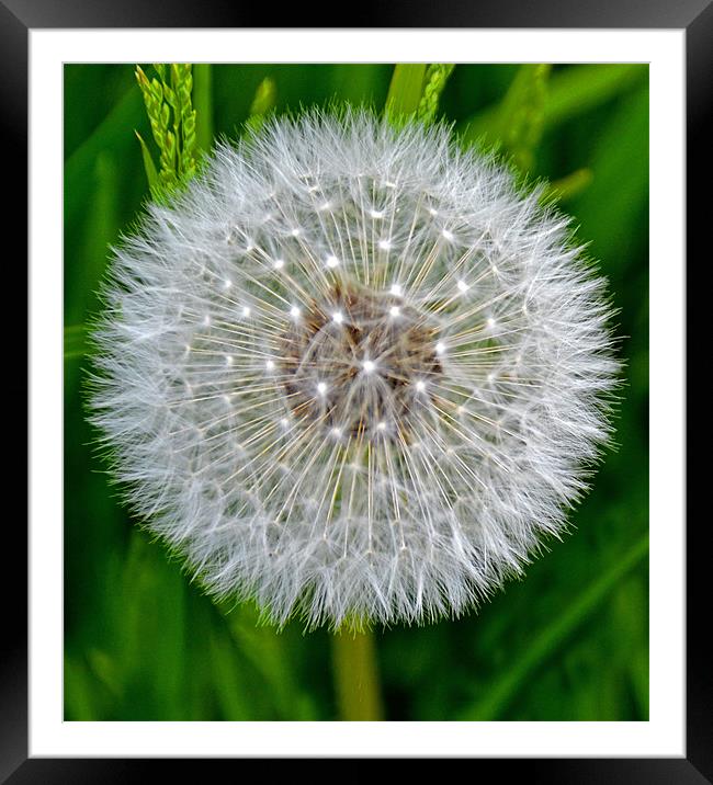 Dandelion Framed Mounted Print by Shaun Cope