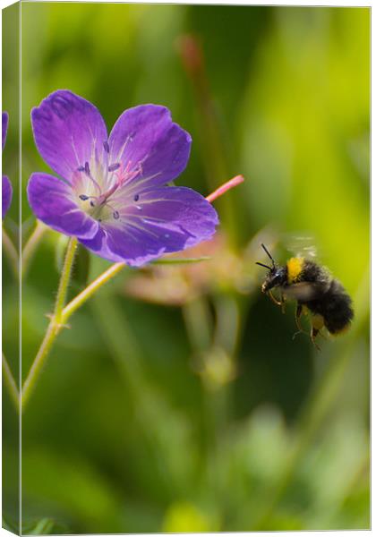 Bee in Flight Canvas Print by Phil Tinkler