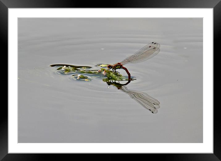 Damselfly Framed Mounted Print by Shaun Cope