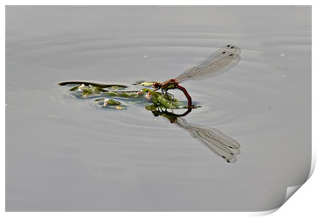 Damselfly Print by Shaun Cope