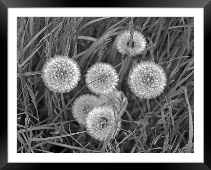 Black and White Dandelions Framed Mounted Print by Shaun Cope