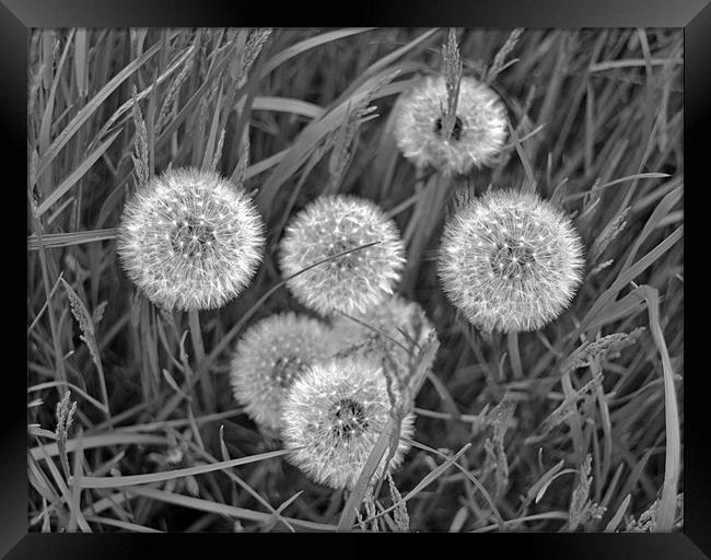 Black and White Dandelions Framed Print by Shaun Cope
