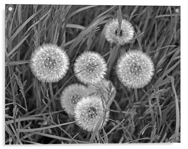 Black and White Dandelions Acrylic by Shaun Cope