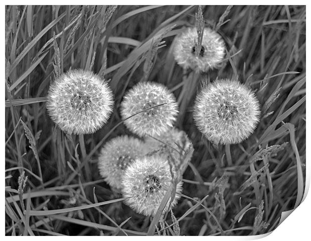 Black and White Dandelions Print by Shaun Cope