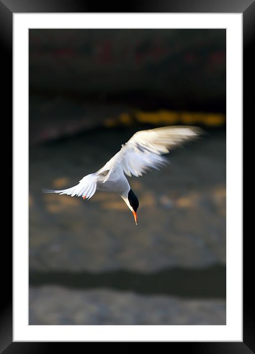 Little Tern Diving Framed Mounted Print by Bill Simpson