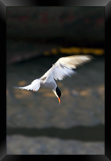 Little Tern Diving Framed Print by Bill Simpson