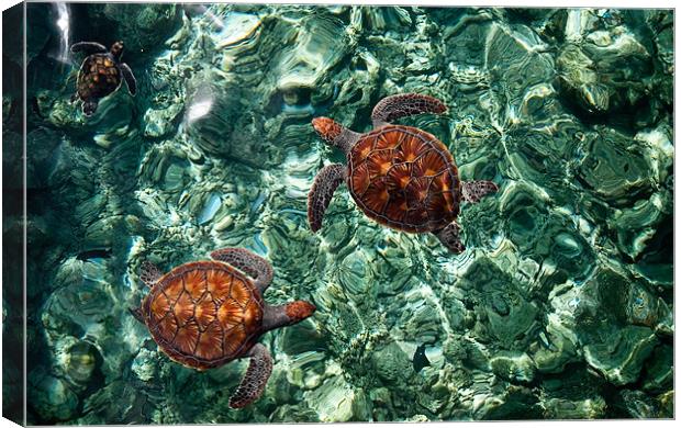Fragile Underwater World. Sea Turtles in a Crystal Canvas Print by Jenny Rainbow