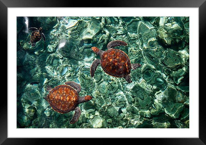 Fragile Underwater World. Sea Turtles in a Crystal Framed Mounted Print by Jenny Rainbow