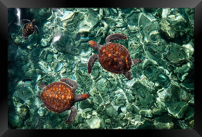 Fragile Underwater World. Sea Turtles in a Crystal Framed Print by Jenny Rainbow