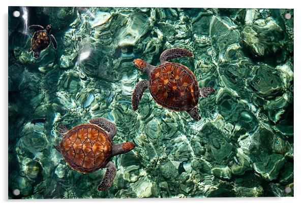 Fragile Underwater World. Sea Turtles in a Crystal Acrylic by Jenny Rainbow
