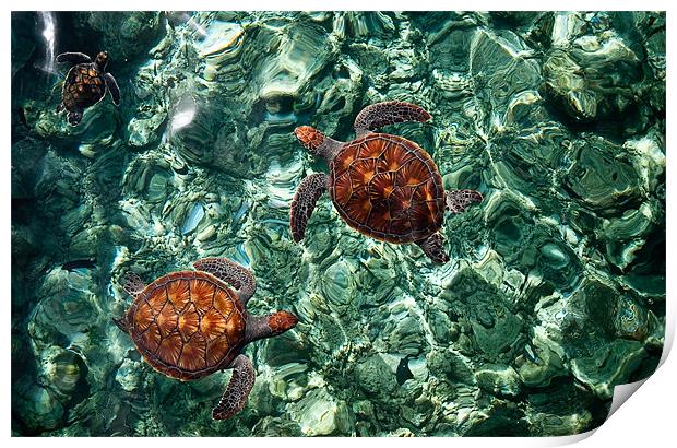 Fragile Underwater World. Sea Turtles in a Crystal Print by Jenny Rainbow