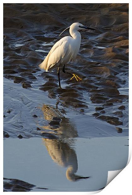 Little Egret Reflected Print by Bill Simpson
