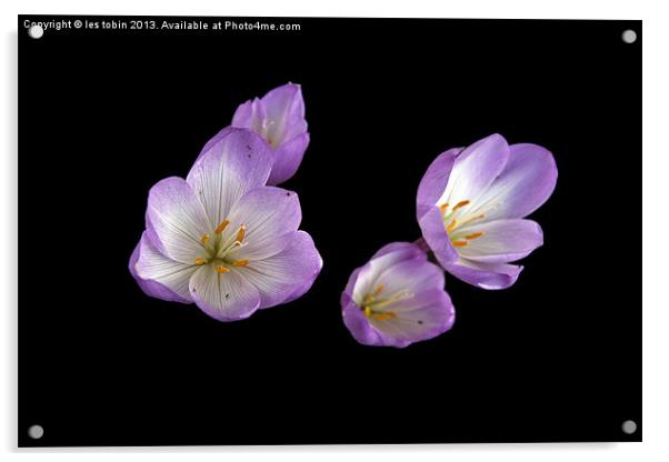 Crocus on Black Acrylic by les tobin