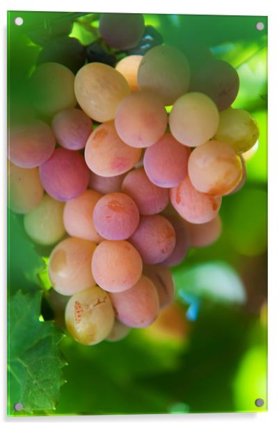 Harvest Time. Sunny Grapes Acrylic by Jenny Rainbow