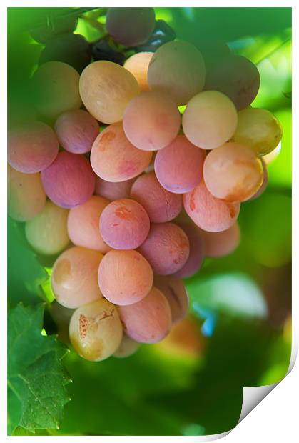Harvest Time. Sunny Grapes Print by Jenny Rainbow