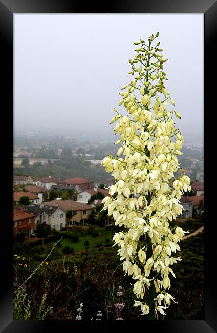 Young Yucca Flowers Framed Print by Hamid Moham