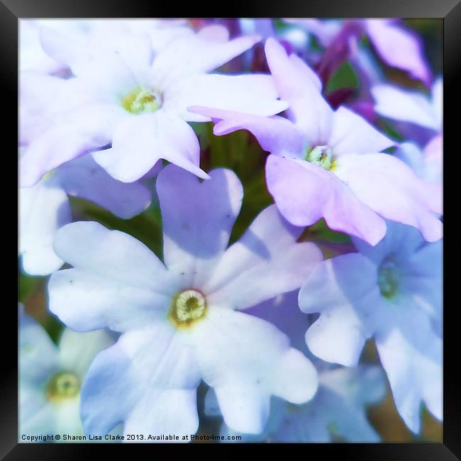 Little bursts of blue Framed Print by Sharon Lisa Clarke