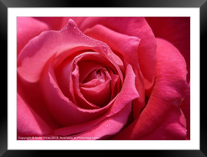 Rose Tears Framed Mounted Print by Nicky Vines