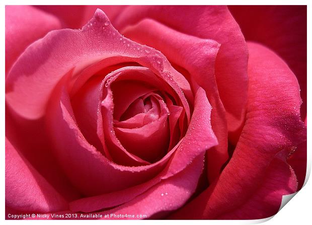 Rose Tears Print by Nicky Vines