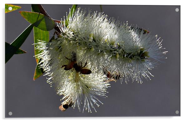 Bottlebrush Flowers Acrylic by Hamid Moham