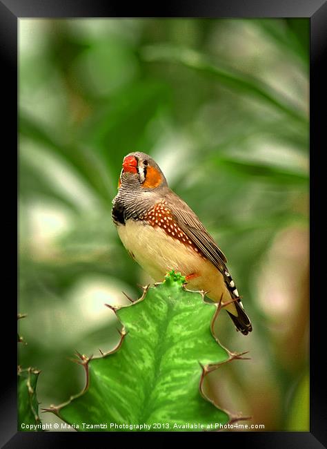 Zebra Finch Framed Print by Maria Tzamtzi Photography