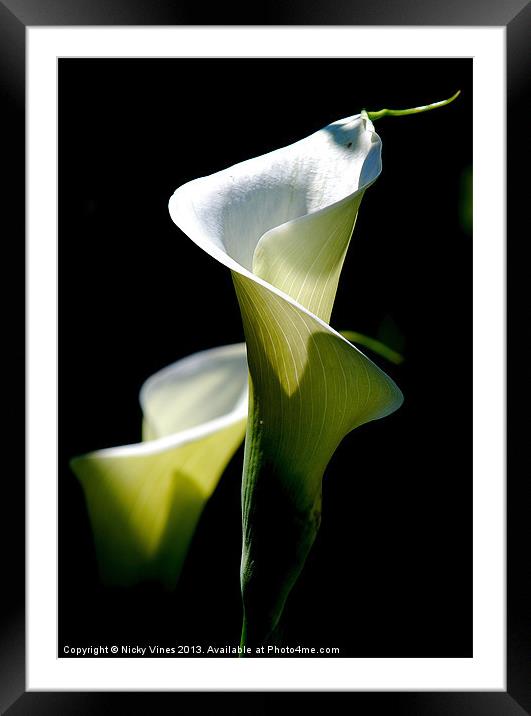 Peace Lily Framed Mounted Print by Nicky Vines