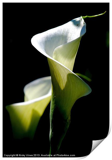 Peace Lily Print by Nicky Vines