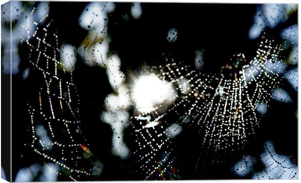 Spider Web in rain Canvas Print by Hamid Moham