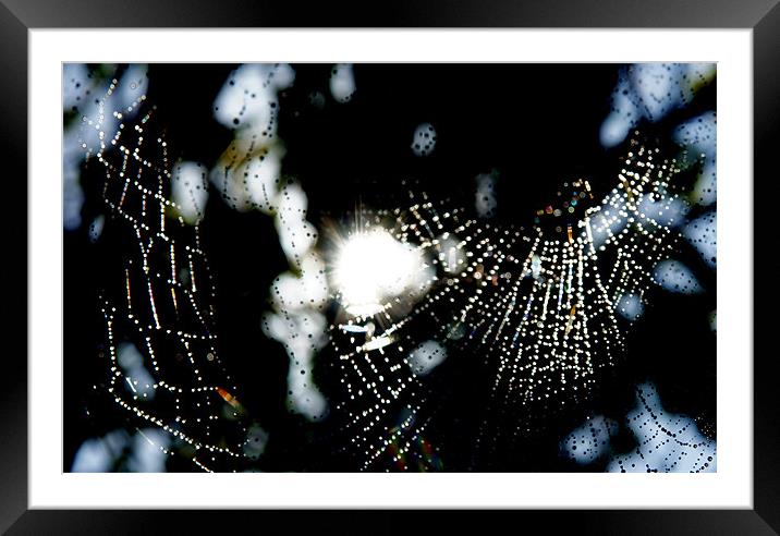 Spider Web in rain Framed Mounted Print by Hamid Moham