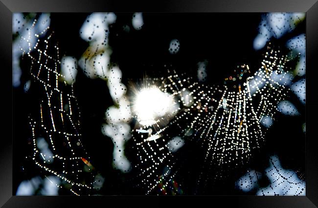Spider Web in rain Framed Print by Hamid Moham