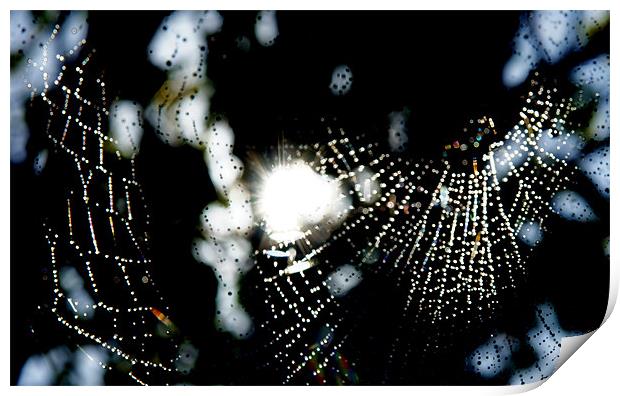 Spider Web in rain Print by Hamid Moham