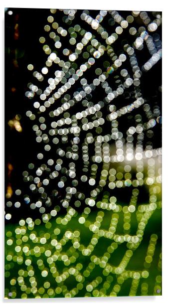 Spider Web in rain Acrylic by Hamid Moham