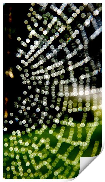 Spider Web in rain Print by Hamid Moham