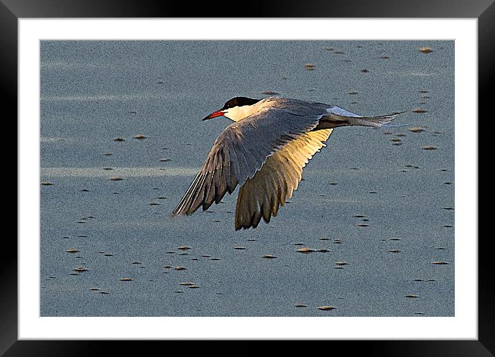 Common Tern Watercolour Effect Framed Mounted Print by Bill Simpson