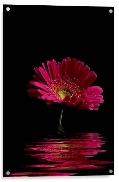 Pink Gerbera Flood 1 Acrylic by Steve Purnell