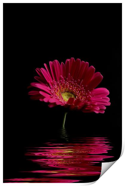 Pink Gerbera Flood 1 Print by Steve Purnell