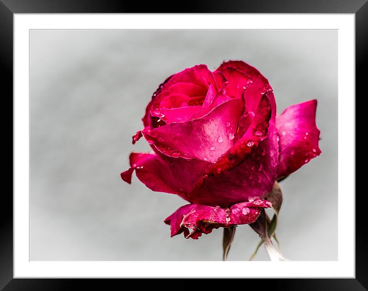 Red Rose Framed Mounted Print by Mark Llewellyn