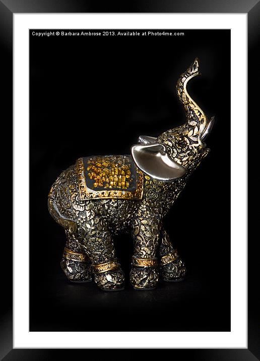 Elephant Framed Mounted Print by Barbara Ambrose