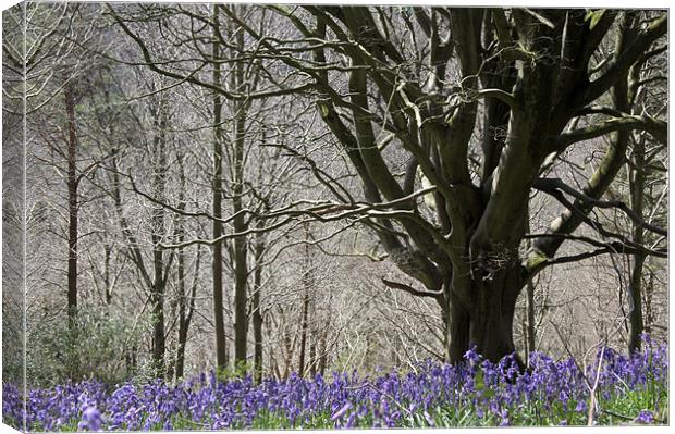 Delcombe Beech, Delcombe Woods, Dorset Canvas Print by Colin Tracy