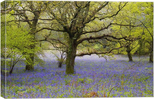 Affpuddle Bluebells, Dorset, UK Canvas Print by Colin Tracy