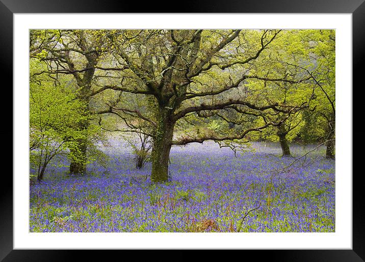 Affpuddle Bluebells, Dorset, UK Framed Mounted Print by Colin Tracy