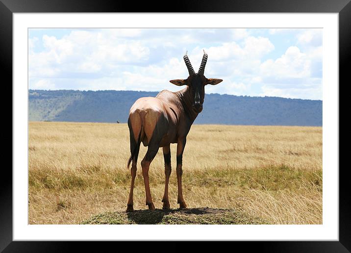 Topi on Termite Mound Framed Mounted Print by Adam Levy
