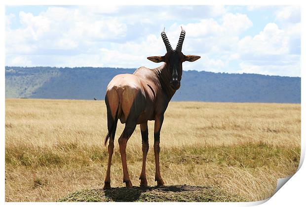 Topi on Termite Mound Print by Adam Levy